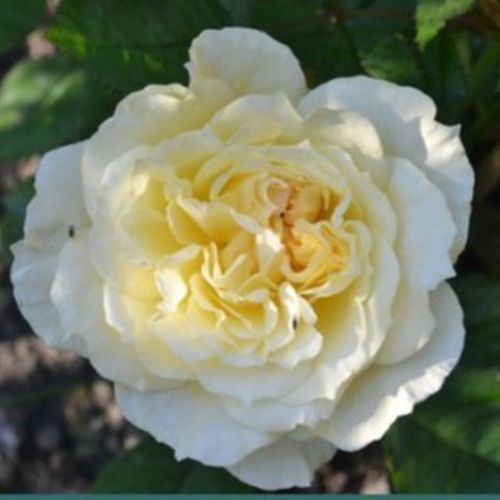 E-commerce, vendita, rose, in, vaso rose nostalgiche - giallo - Rosa Chapeau de Mireille™ - rosa dal profumo discreto - Dominique Massad - Il colore discreto dei suoi fiori è simile a quello delle rose inglesi, ma la crescita è minore.